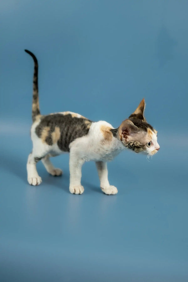 Adorable Devon Rex kitten with white and gray spots, arched back, and raised tail