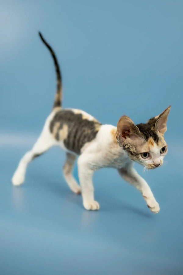 Adorable Devon Rex kitten with calico markings walking on a blue surface