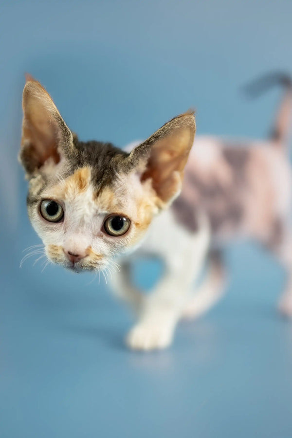 Adorable Calico Devon Rex Kitten with large eyes and pointed ears, perfect for cuddling