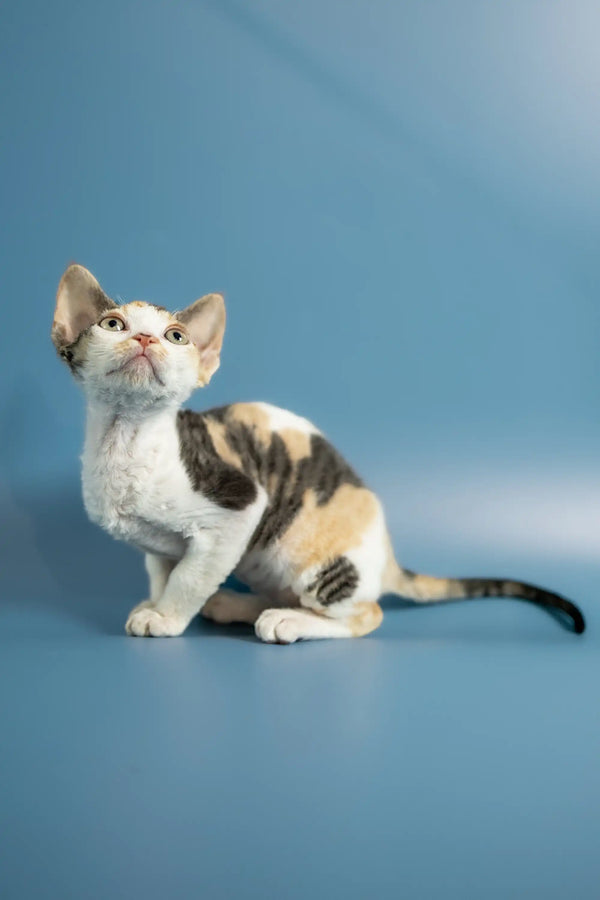 Calico Devon Rex kitten Peppi with cute markings looking up adorably