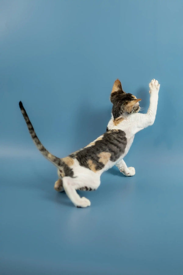 Adorable Devon Rex kitten stretching upward with one paw raised high in playfulness