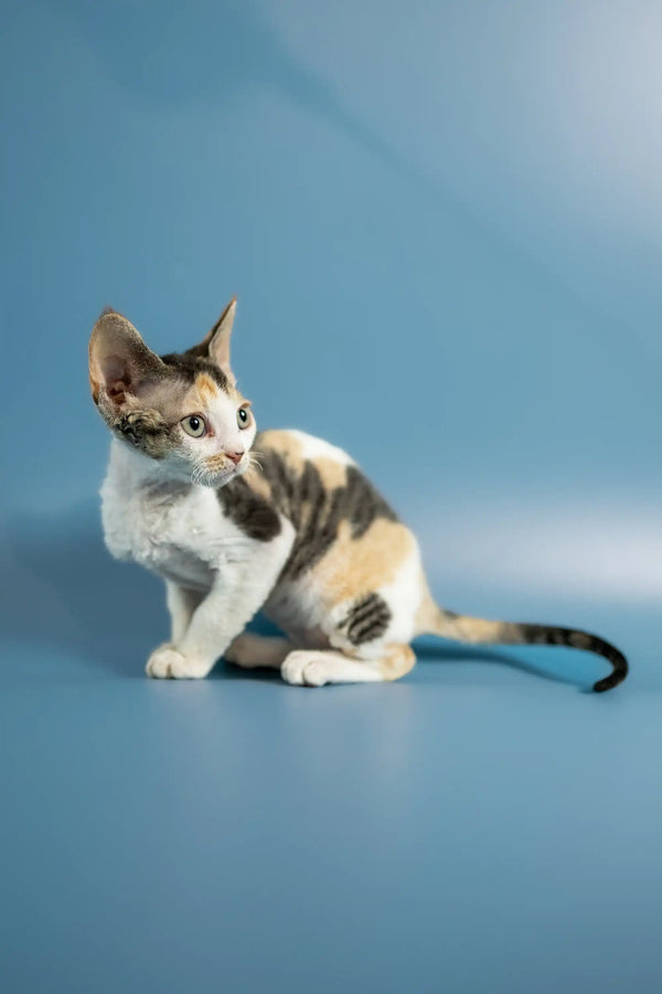 Adorable Calico Devon Rex kitten with tri-color fur on a plain surface
