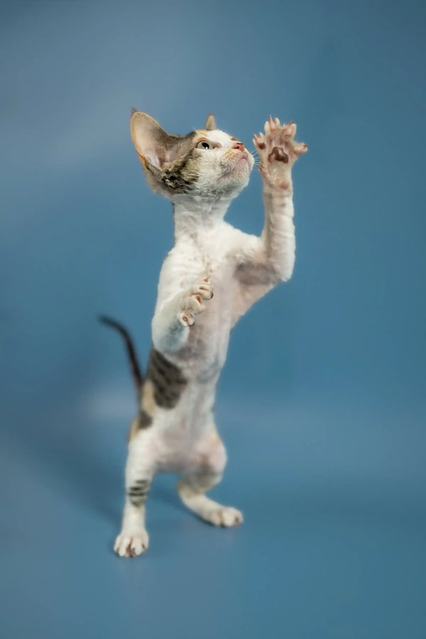 Adorable Devon Rex kitten Peppi standing on hind legs with one paw raised