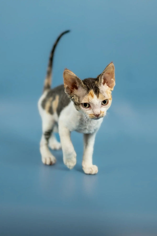 Curious Devon Rex kitten Peppi with white and tabby markings standing alert