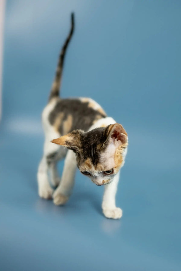 Curious Devon Rex kitten with tabby and white fur exploring a blue surface