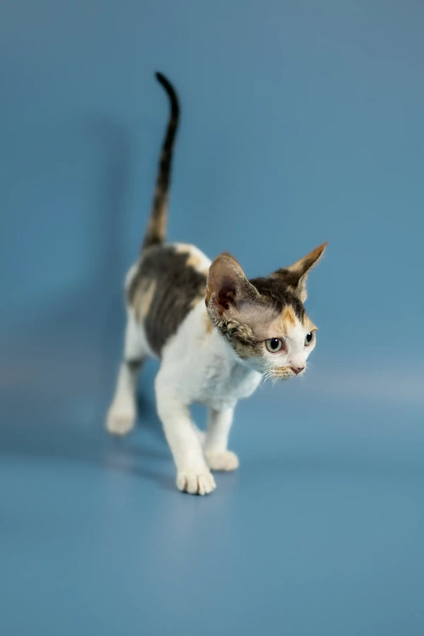 Calico kitten with unique colors, perfect for anyone loving adorable Devon Rex kittens