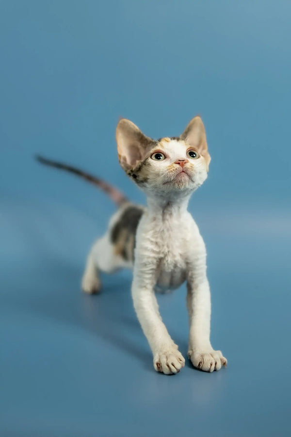 Curious Devon Rex kitten with big ears and slender body on plain surface