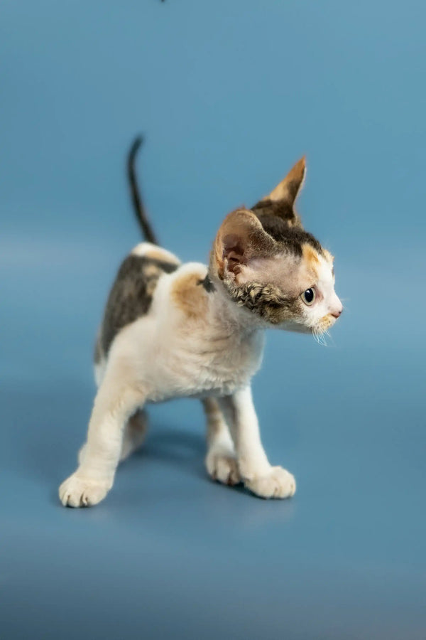 Adorable Calico kitten standing alert, perfect for Peppi, a Devon Rex kitten
