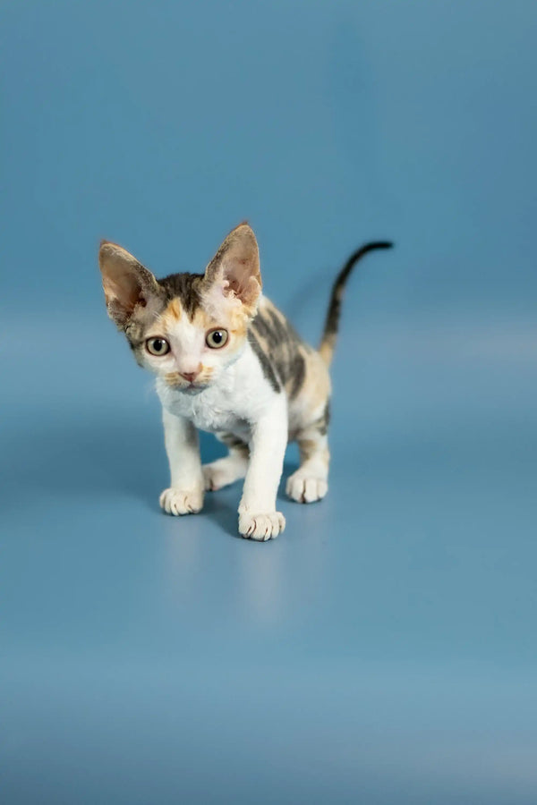 Adorable Calico Devon Rex kitten with wide eyes and perked ears on smooth surface
