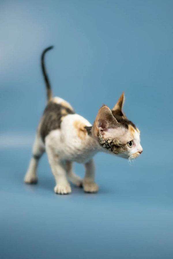 Adorable Calico Devon Rex kitten with unique markings on a simple background