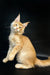 Cream-colored Maine Coon kitten sitting up with alert eyes and pointed ears