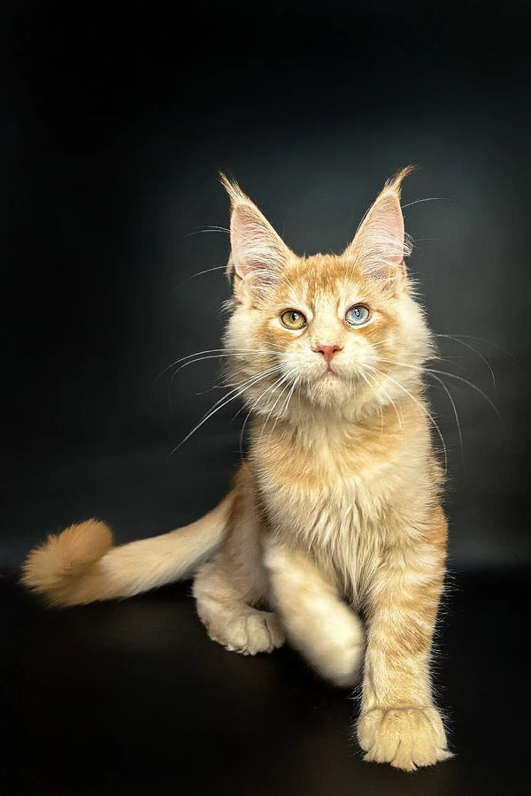 Maine Coon Kitten Perceus with unique ear tufts and odd eyes, showcasing long fur