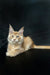 Maine Coon Kitten with long fur and ear tufts showcasing odd eyes