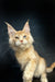 Cream-colored Maine Coon kitten with ear tufts and odd eyes in Perceus product