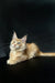 Cream-colored Maine Coon kitten with ear tufts and alert expression, showing odd eyes