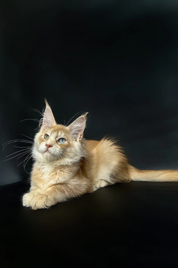 Cream-colored Maine Coon kitten with ear tufts and alert expression, showing odd eyes