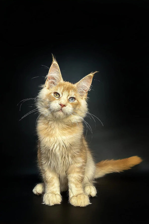 Fluffy orange Maine Coon kitten with ear tufts and odd eyes in Perceus product