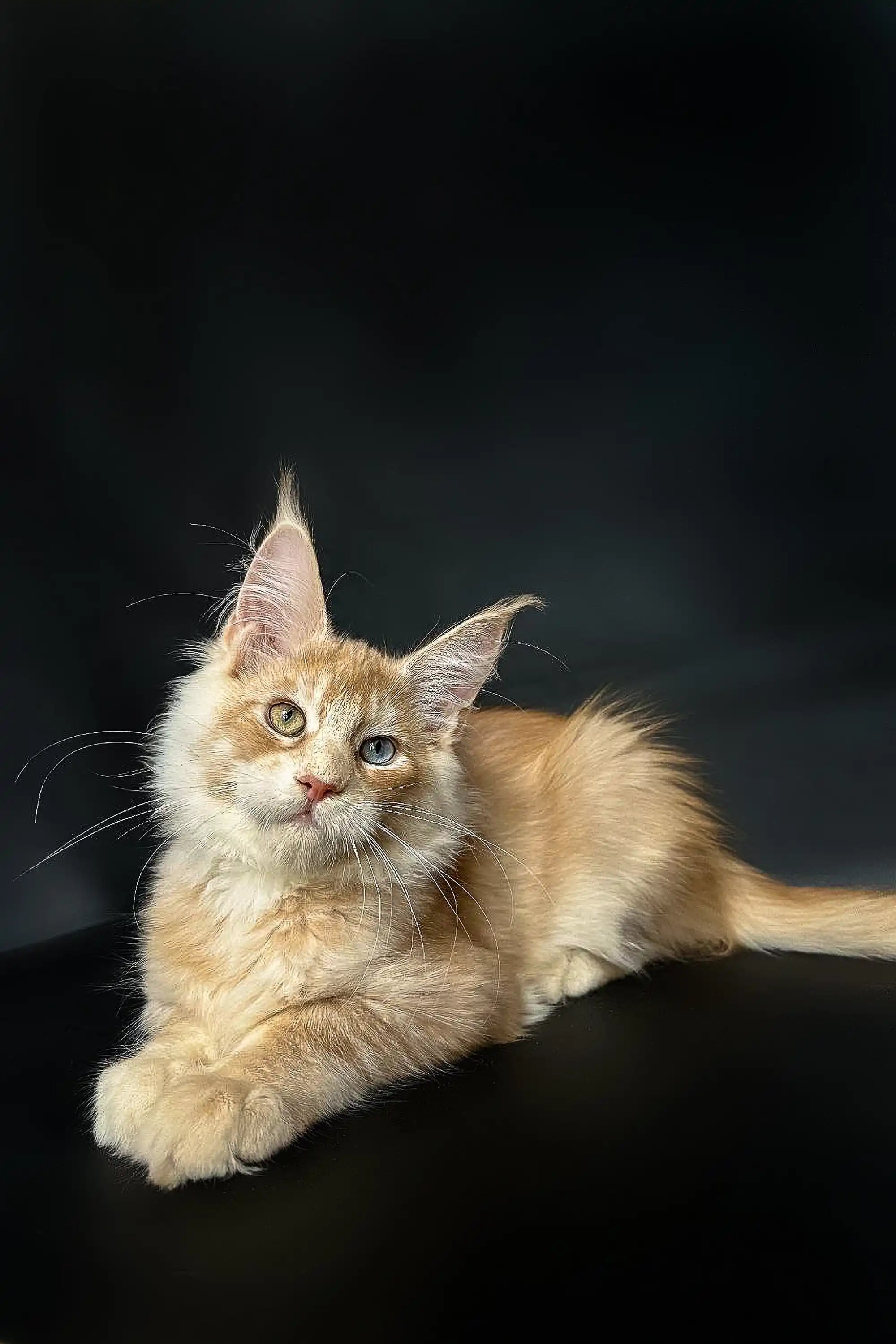 Maine Coon Kittens for Sale Perceus | Kitten