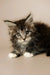 Adorable Maine Coon kitten Percy with fluffy fur and bright eyes