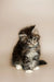 Fluffy gray and white Maine Coon kitten Percy sitting upright, super adorable!