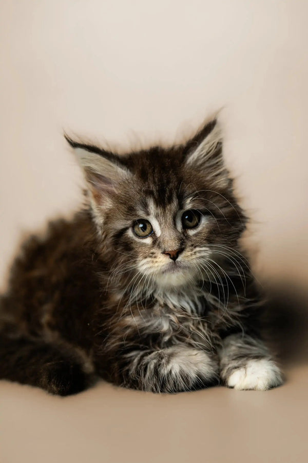 Fluffy Maine Coon kitten with wide eyes and perked ears named Percy