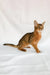 Percy | somali kitten