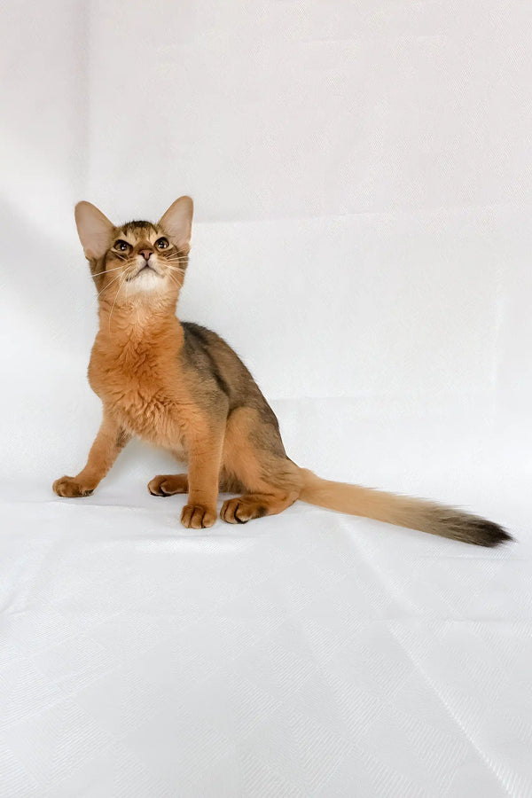 Percy | somali kitten