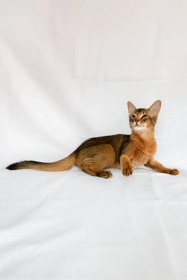 Percy | somali kitten