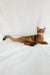Percy | somali kitten