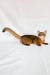 Percy | somali kitten