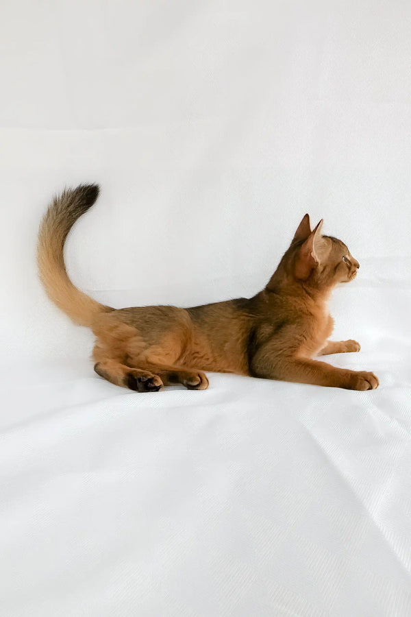 Percy | somali kitten