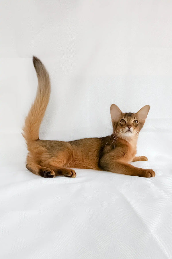 Percy | somali kitten
