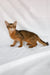 Percy | somali kitten