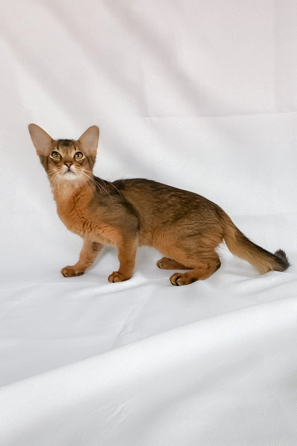 Percy | somali kitten