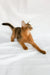 Percy | somali kitten