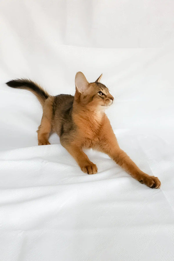 Percy | somali kitten