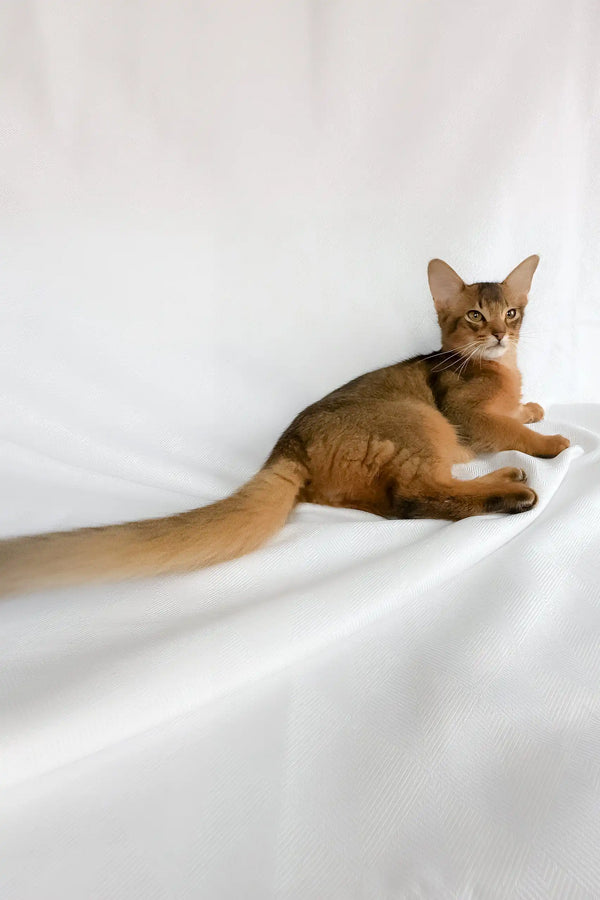 Percy | somali kitten