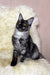Perla | maine coon kitten