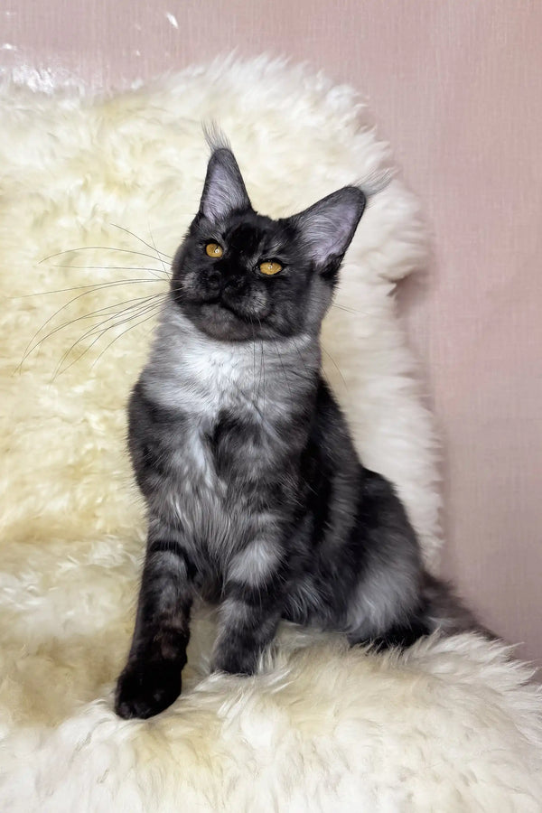 Perla | maine coon kitten