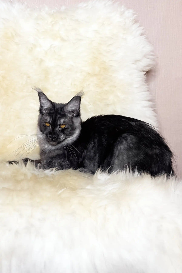 Perla | maine coon kitten