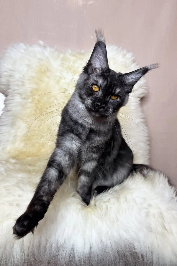 Perla | maine coon kitten