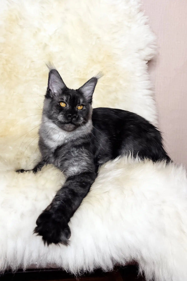 Perla | maine coon kitten