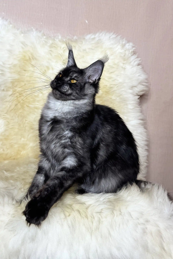 Perla | maine coon kitten