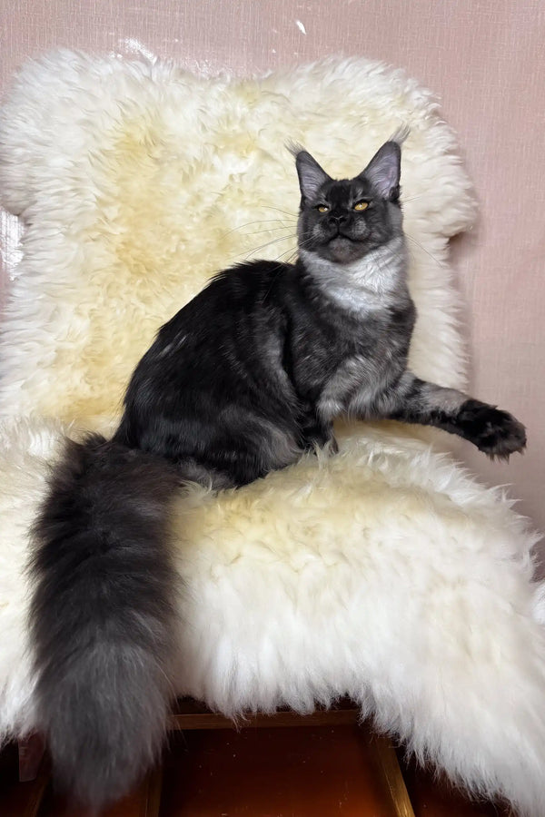 Perla | maine coon kitten