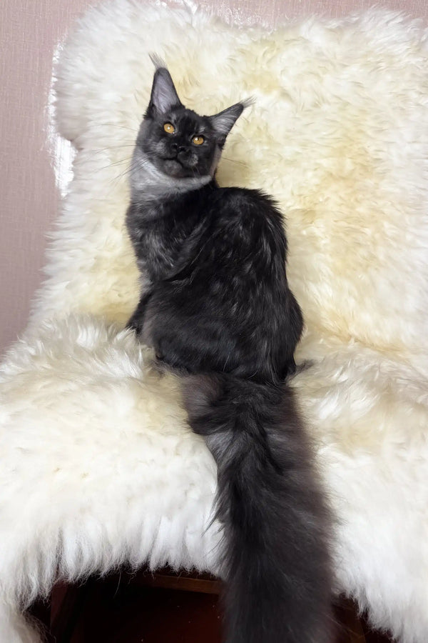 Perla | maine coon kitten