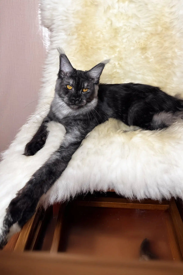 Perla | maine coon kitten