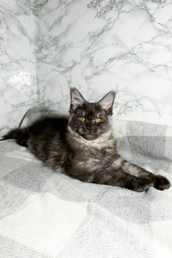 Smoky Maine Coon cat showcasing the adorable Perla Maine Coon Kitten