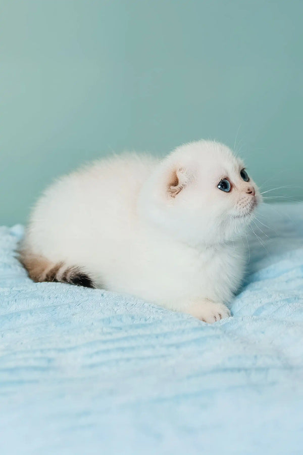 Perla | scottish fold kitten