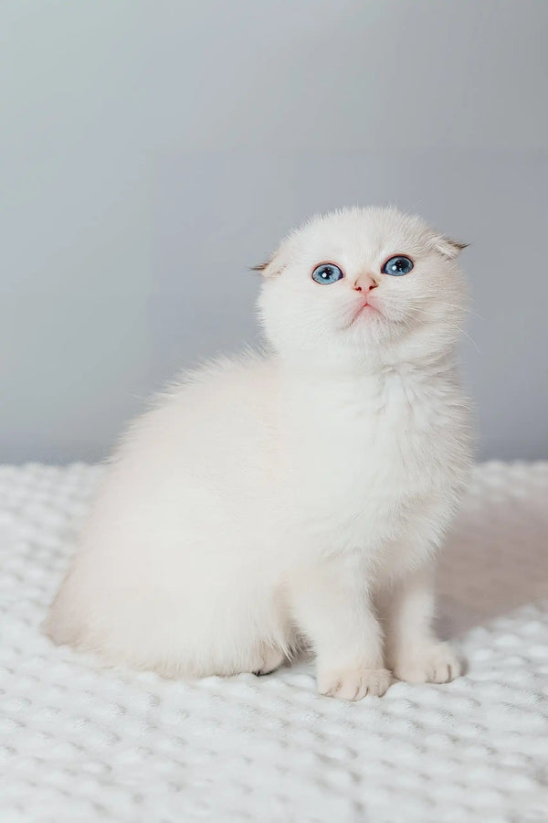 Perla | scottish fold kitten