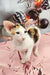 Cute Calico Oriental Shorthair kitten in the Peronel product line for cat lovers